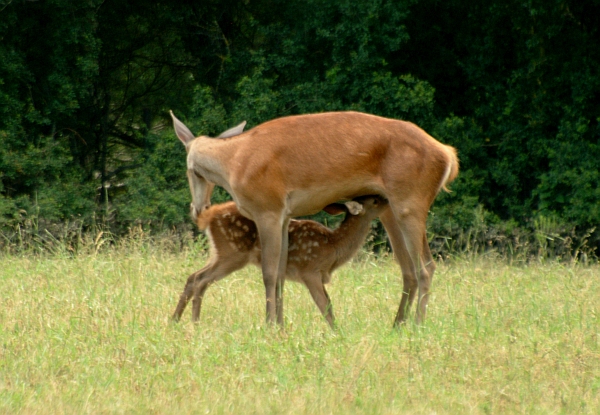 Cerbiatto in allattamento